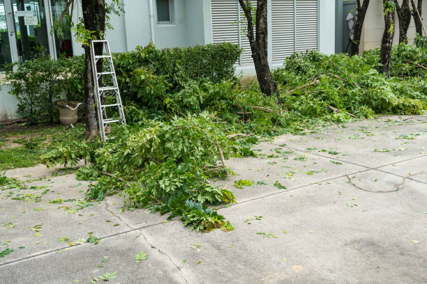 Reliable Miami, FL Tree Service Solutions